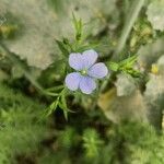 Linum usitatissimumFlower