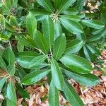 Lithocarpus edulis Leaf