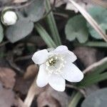 Anemone hepatica Flor