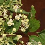 Clematis acapulcensis ഇല