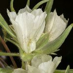 Mohavea confertiflora Flor
