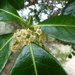 Terminalia gatopensis Flower