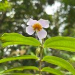 Pternandra echinata Flor