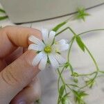 Stellaria holostea Květ
