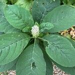 Phytolacca acinosa Leaf