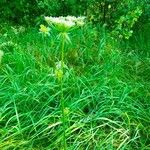 Peucedanum palustre Plante entière