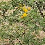 Acacia karroo 花
