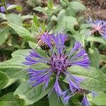 Centaurea triumfettii花