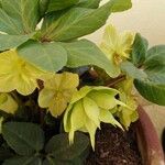 Helleborus nigerКветка