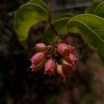Combretum subumbellatum Flor