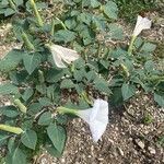 Datura wrightii Leaf