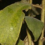Kohleria allenii Folla