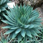 Aloe polyphylla Habitus