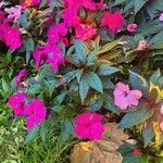 Impatiens hawkeri 花