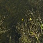 Heteranthera dubia Агульны выгляд