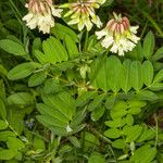 Astragalus frigidus পাতা