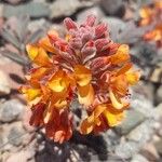 Hoffmannseggia glauca Flower