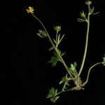 Ranunculus adoxifolius आदत