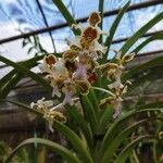 Vanda tricolor Kwiat