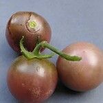 Solanum lycopersicum Fruit