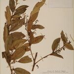 Gaultheria fragrantissima অন্যান্য