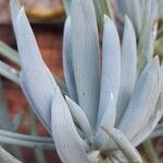 Senecio serpens Blad