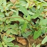 Vigna vexillata Folha