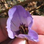 Eustoma exaltatum Cvet