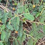 Chamaecrista fallacina Habit