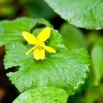 Viola sempervirens 花