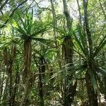 Pandanus purpurascens Hábito