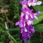 Vicia craccaফুল