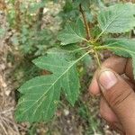 Crataegus laevigata Листок