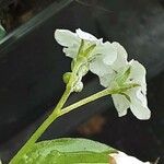 Omphalodes verna Flower