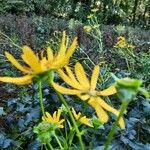 Senecio provincialis Flower