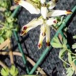 Fumaria capreolata Flower