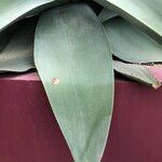 Agave guiengola Blad