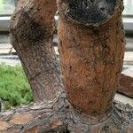 Opuntia elatior 樹皮