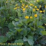 Geum pyrenaicum ശീലം