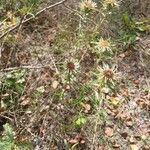 Carlina vulgaris Vekstform