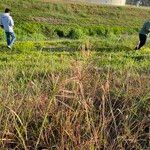 Bothriochloa bladhii ശീലം