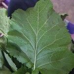 Brassica juncea Leaf
