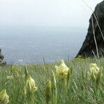 Iris reichenbachii Habit
