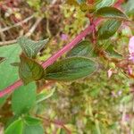 Centradenia inaequilateralis Folha