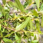 Morella cerifera Hoja