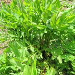 Sium sisarum Hoja