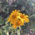 Helianthus divaricatusBlomst