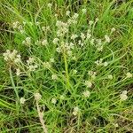 Helichrysum glumaceum Hábitos