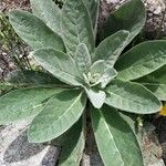 Verbascum thapsusFuelha