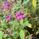 Impatiens glanduliferaVirág